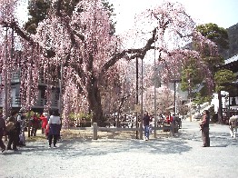 身延山 久遠寺 しだれ桜